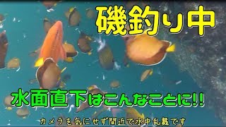 磯釣り師　必見　撒き餌を撒いた海中はこんなことに！！