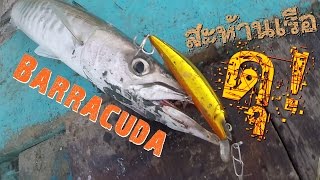 ตกปลาทะเล ตอน กัดดุ ทะลุเรือ  fishing technique Barracuda