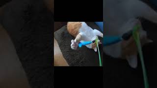 急にフリーズするにゃんこwww☺️笑ったら負け😂 Funniest  Cat｜Dumb Cat  |Try Not To Laugh 😂| Cute animal | #shorts