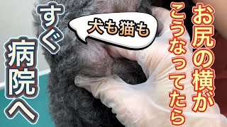 【閲覧注意】おしりの横がこうなってたら要注意（肛門嚢腺癌、肛門嚢摘出手術）