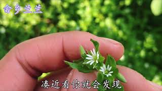 “繁缕”与“鹅肠菜”长得太像该如何区分？你可知答案就在花里？