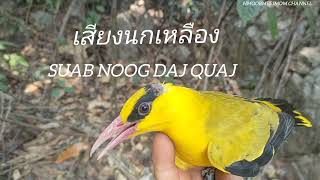 เสียงนกเหลือง สำหรับต่อ - suab noog daj