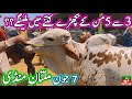 Multan Cow Mandi Fresh Latest Update Today 7 June 2024 | Cow Mandi 2024 | Multan Cattle Market 2024🔥