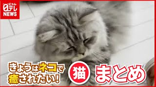 【おやすみ前の猫まとめ】猫のニュースをたっぷりお届け！