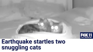 Earthquake wakes up 2 snuggling cats in Riverside