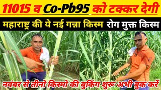 11015 व Pb95 को टक्कर देगी महाराष्ट्र की नई गन्ना किस्म | 11015 vs 11082 | sugarcane farmer