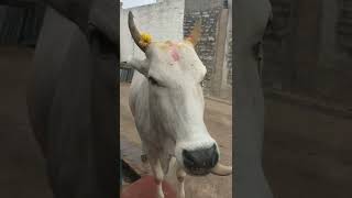 దేవుని ఆవు మా ఇంటికి వచ్చింది _cow eating rise in village