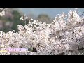 明浜町野福峠　桜