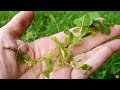 common wood sorrel oxalis stricta wildflower 101 episode 50