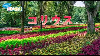 【フォトさいたま】森林公園コリウス（埼玉県）