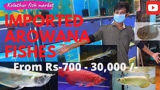 Imported 1st Quality Arowana Fishes in Kolathur | Sri Baba Aquarium | Kolathur Fish Market