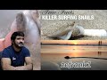 True Facts: Killer Surfing Snails (zefrank1) CG Reaction