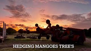 Hedging mango trees @ tonyzuff5767 Drone footage