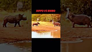 The hippo tries to scare the rhino but!! #animals #wildlife #trending #hippo #rhino #shorts