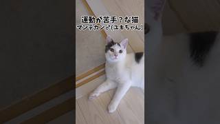 まさかの大ジャンプ⁉️ぽっちゃり猫の意外なジャンプ力