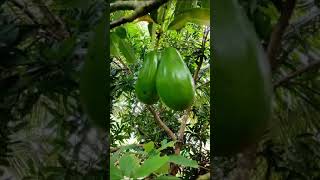 ഞങ്ങളെ വീട്ടിലെ avocado