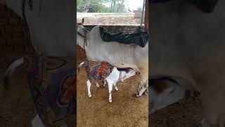 கம்பளிப்போர்வை மாடுகள் - Cows with wollen blankets