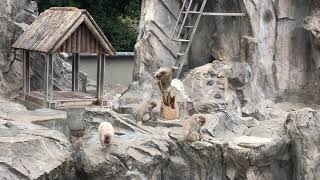 サル山のニホンザルさん② 上野動物園 #2 Japanese macaque Ueno Zoo #2 [2019/4]