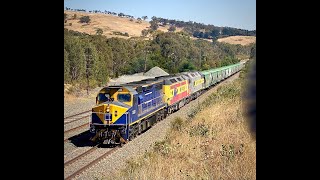 C502 leads an SSR grain in Victoria 1/2/25