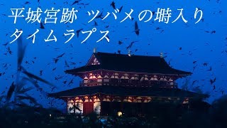 ツバメのねぐら入り 平城宮跡 タイムラプス