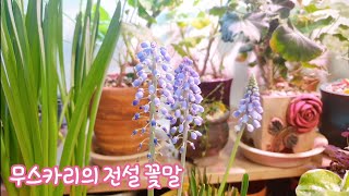 무스카리 전설)꽃말 물주기 #무스카리 #처음처럼야생화 #muscari