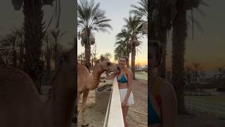 Humphrey is down bad🤣 #rachelpizzolato #funny #camel #fail