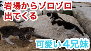 海岸で岩の隙間からゾロゾロと出てくる子猫4兄妹が可愛い過ぎる straycats 野良猫