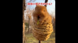 猜猜小兔子吃的什么？#萌宠 #兔子 #田园小萌宠