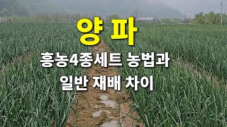 양파 흥농4종세트 농법과 일반재배 차이