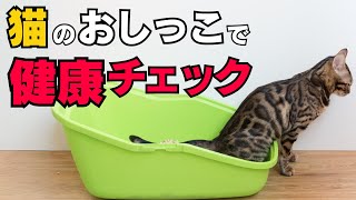 猫のおしっこで健康チェック