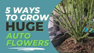 5 More EASY Tips for Growing HUGE Autoflowering Cannabis Plants!