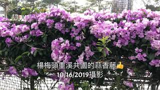 蒜香藤-楊梅頭重溪公園