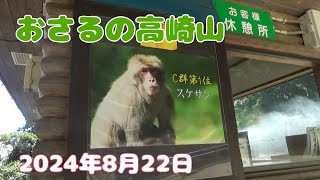 おさるの高崎山　2024年8月22日