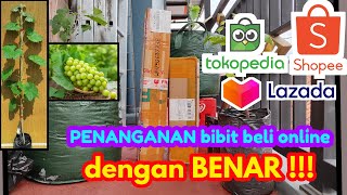 Beli bibit anggur online, tangani dengan tepat!! || tanam anggur import