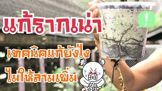 รากเน่า | แก้ปัญหารากเน่าช่วงฝนตกบ่อย เทคนิคที่จะไม่ทำให้เน่าลาม