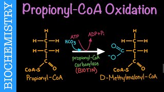 Propionyl-CoA Oxidation | Biochemistry