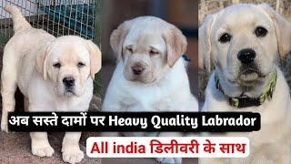 Cheapest Price Labrador Dog Puppies For Sale | Delhi Dog Market 2024 | Black Labrador, Golden Labra