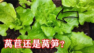 莴笋叶就是油麦菜吗？如何种植散叶莴苣从种子开始，莴笋，莴苣，生菜和油麦菜是什么关系【种菜养花 - 莴苣】