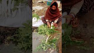 मूली की धोई #radish #youtubeshorts #shorts #foryou #agriculture #kissan #123kishan #farming