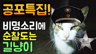 공포특집! 비명소리에 순찰도는 길냥이 (무서움 혐오 주의)