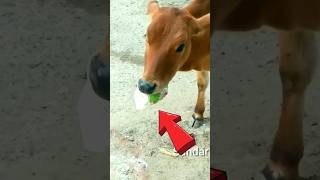 Cow ||ఆవు ఆకలి బాధ చూడండి||🐄😭😱||#shorts #cow #2024