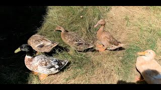 Autumn molt: Dutch Hookbills and Saxony Ducks