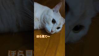 【みんなが猫だと言うけど実は…】#cat #ねこ #shorts