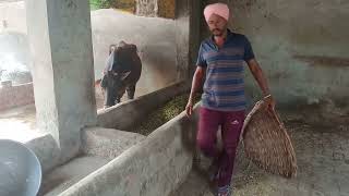 ਲਓ ਜੀਂ ਹੁਣ ਅੱਪਾ ਲਗੇ ਆ ਗਾ ਨੂੰ ਪੱਠੇ ਪਾਉਣ #punjabi #kheti #farming #villagelife #