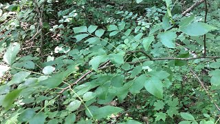 Picking Spicy Peppercorns in Wisconsin 摘北美野生花椒