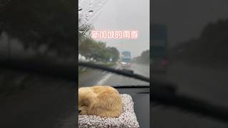 新加坡的热带雨｜tropical rain in singapore #life #生活