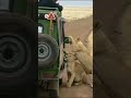 Africa Ngorongoro crater Lions on car #shorts#wildlife#animals#lions #wildanimals