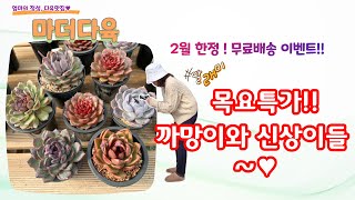 [까망이와 신상들♥]  지난 목요일 영상 못보신 분들 구경오세요~(2/23일 소개제품)