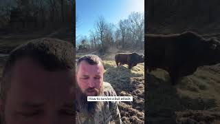 How to survive a attack from Rufus #rufusthebull #cow #farming