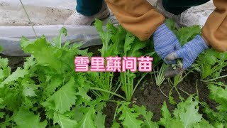 拱棚对于蔬菜效果明显，深秋的雪里蕻长势喜人，间苗尝鲜雪里蕻